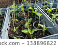 Small paprika seedlings in pots in a green house. 138896822