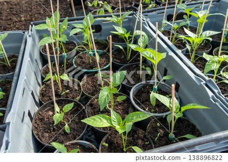 Small paprika seedlings in pots in a green house. Small paprika seedlings in pots in a green house. 138896822