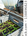Farmer watering basil seedlings in a green house in spring. 138896823