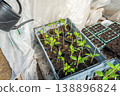 Farmer watering paprika seedlings ina green house in spring. 138896824