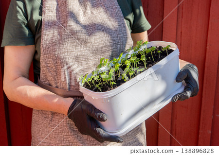 A gardener holding a pot with many basil seedlings. A gardener holding a pot with many basil seedlings. 138896828