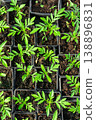 Collection of little seedlings in the green house. 138896831