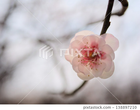 三月晴朗的日子裡，淡粉紅色的梅花「八重朝日」競相綻放，美不勝收。 138897210