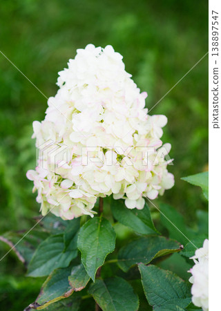 White panicle hydrangea Hercules blooming outdoors White panicle hydrangea Hercules blooming outdoors 138897547