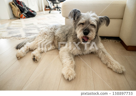 Cute fluffy dog resting on floor at home in cozy living room interior Cute fluffy dog resting on floor at home in cozy living room interior 138897733