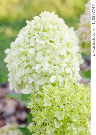 Fresh Pale Green Hydrangea Pixio Flower In Garden 138897747