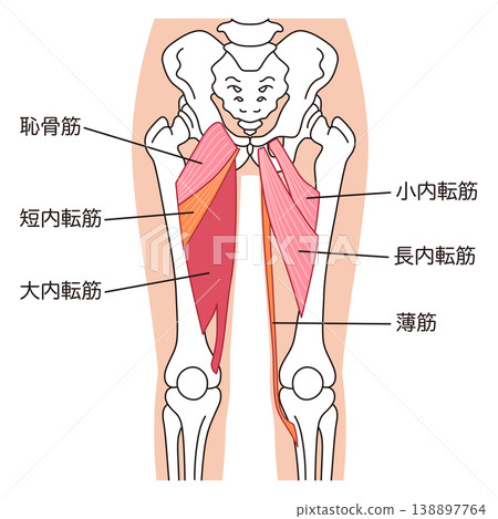 Adductor muscles (thigh muscles) 138897764
