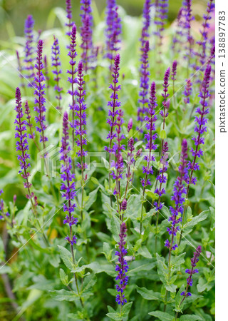 Close up of Blue Salvia Blauhugel Flowers in Sunlight Close up of Blue Salvia Blauhugel Flowers in Sunlight 138897783