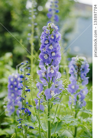 Elegant Blue Delphinium Spikes Blooming in Summer Sun Elegant Blue Delphinium Spikes Blooming in Summer Sun 138897784