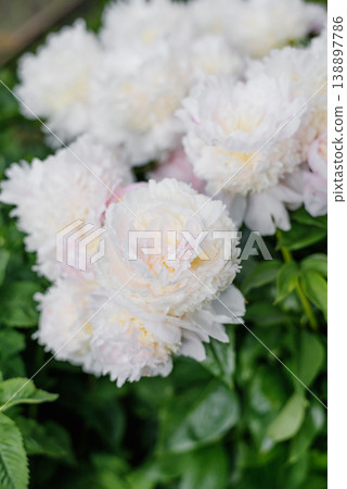 Blooming Pink Peony Angel Cheeks with Layered Petals Blooming Pink Peony Angel Cheeks with Layered Petals 138897786