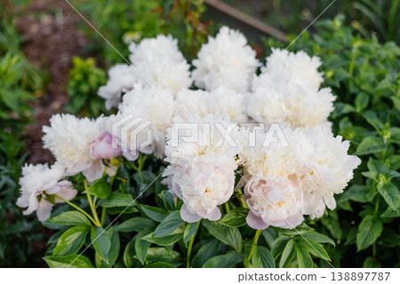 Beautiful Bush of Blooming Peony Angel Cheeks in Garden Beautiful Bush of Blooming Peony Angel Cheeks in Garden 138897787
