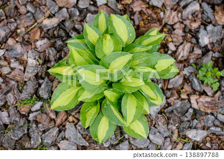 Beautiful Variegated Hosta Gypsy Rose Perennial Plant Growing in Garden Beautiful Variegated Hosta Gypsy Rose Perennial Plant Growing in Garden 138897788