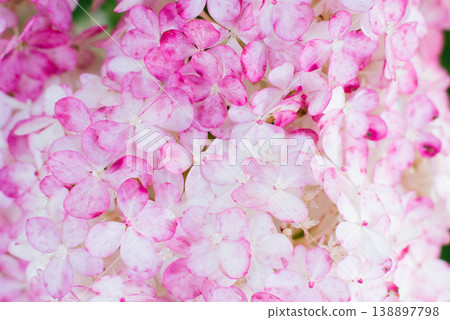 Pink Vanilla Fraise Hydrangea Flowers Close up 138897798
