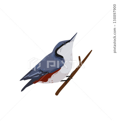 Gray and White Nuthatch 138897900