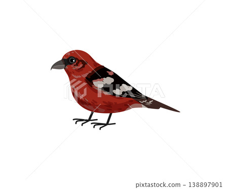 Red and Black Finch 138897901