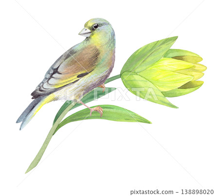 Bird sitting on the lily branch. Handmade watercolor illustration. For packaging design, cards, cover, prints, product labels and fabric. Bird sitting on the lily branch. Handmade watercolor illustration. For packaging design, cards, cover, prints, product labels and fabric. 138898020