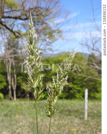 Flowers of the perennial grass "Harugaya" Flowers of the perennial grass "Harugaya" 138898152