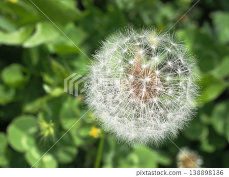 蒲公英的絨毛 蒲公英的絨毛 138898186