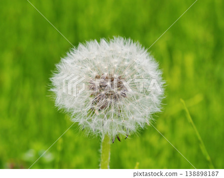 Dandelion's fluff Dandelion's fluff 138898187