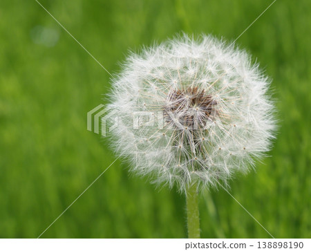 Dandelion's fluff Dandelion's fluff 138898190