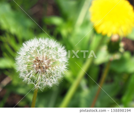 Dandelion's fluff Dandelion's fluff 138898194