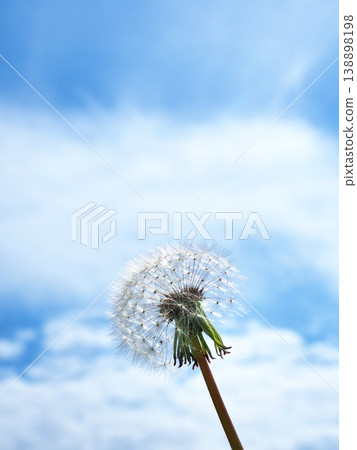 Dandelion's fluff Dandelion's fluff 138898198