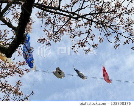 櫻花樹下游動的鯉魚旗 櫻花樹下游動的鯉魚旗 138898376