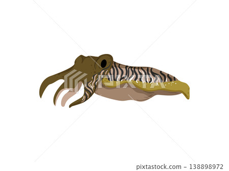 Cuttlefish Cuttlefish 138898972