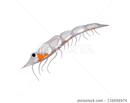 Shrimp Shrimp 138898974