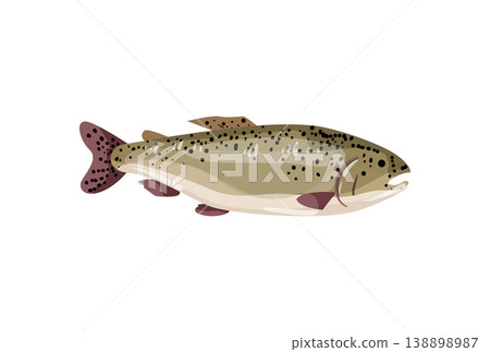Trout Fish 138898987