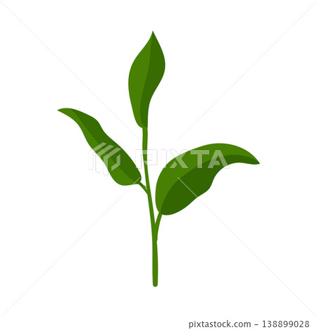 Tea Plant 138899028