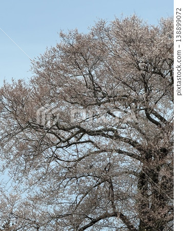 Cherry blossoms in full bloom shining in the blue sky Cherry blossoms in full bloom shining in the blue sky 138899072