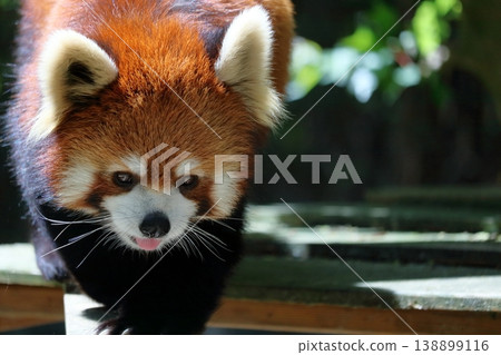 walking red panda walking red panda 138899116