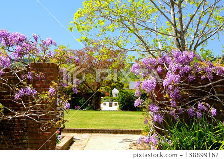 The scenery of wisteria flowers in bloom 138899162