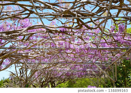 Wisteria flowers blooming on the wisteria shelf Wisteria flowers blooming on the wisteria shelf 138899163