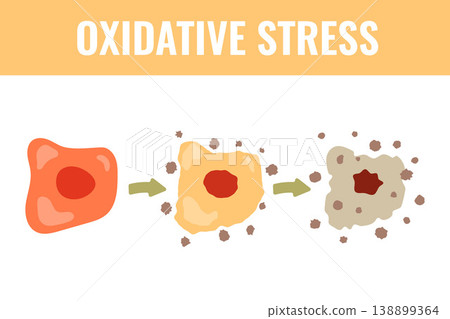 Oxidative Stress Vector Illustration Oxidative Stress Vector Illustration 138899364