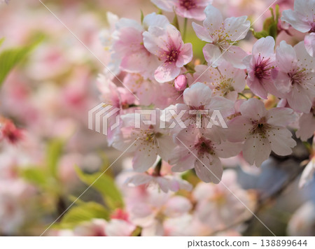 The lovely pink cherry blossoms that bloom in March, known as "Tairyozakura" The lovely pink cherry blossoms that bloom in March, known as "Tairyozakura" 138899644