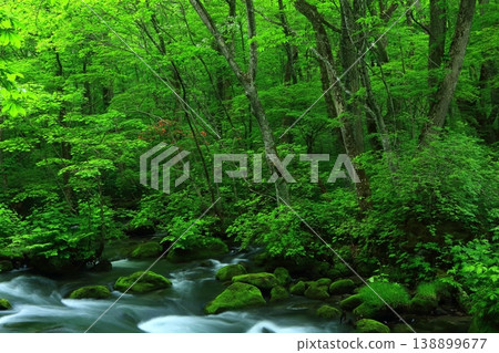 A mountain stream flowing through a green forest A mountain stream flowing through a green forest 138899677