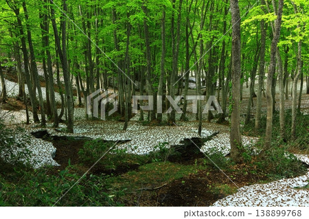 Deep in the forest 138899768
