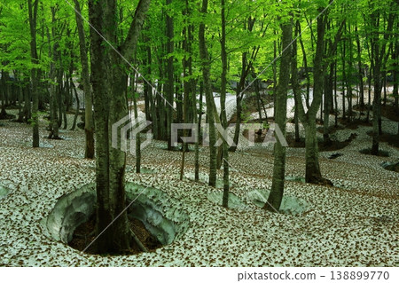 Deep in the forest 138899770