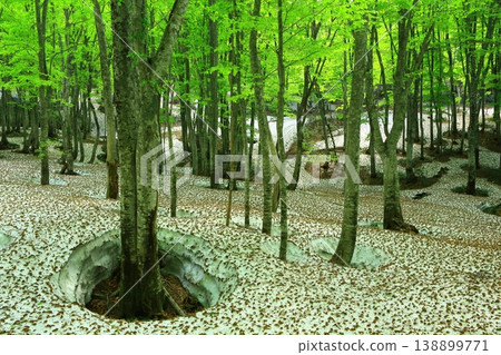 在森林深處 138899771