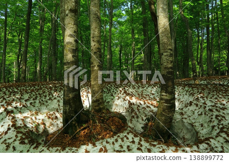 Deep in the forest Deep in the forest 138899772