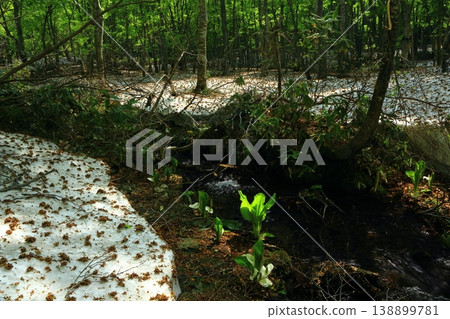 Deep in the forest 138899781