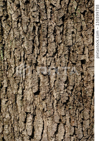 Alder bark Alder bark 138899788
