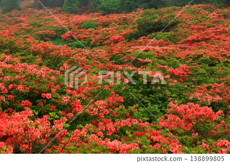 Ranged azalea blooming in fog Ranged azalea blooming in fog 138899805