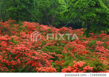 Ranged azalea blooming in fog Ranged azalea blooming in fog 138899806