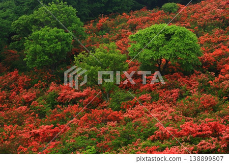 在霧中開花的杜鵑花 在霧中開花的杜鵑花 138899807