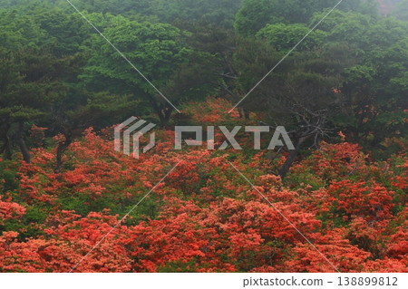 在霧中開花的杜鵑花 在霧中開花的杜鵑花 138899812