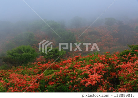 在霧中開花的杜鵑花 在霧中開花的杜鵑花 138899813