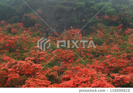 杜鵑花在新鮮的綠色植物的背景下脫穎而出 杜鵑花在新鮮的綠色植物的背景下脫穎而出 138899828